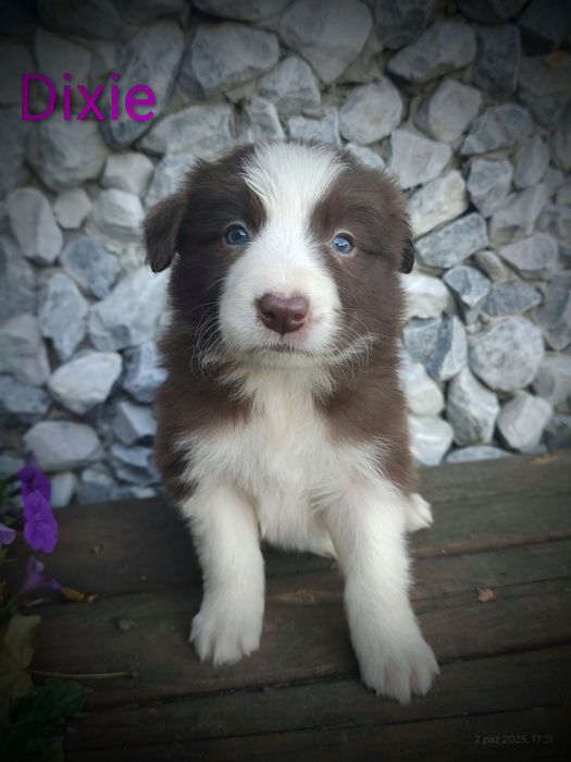 Border collie śliczna suczka przebadani rodzice