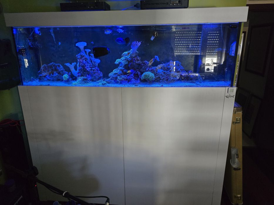 Peixinhos de agua salgada, nemos doriys etc