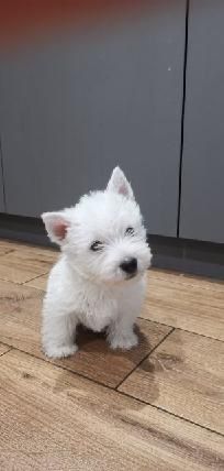 Śliczny szczeniak rasy West Highland White Terrier