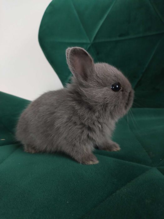 Karzełek,królik,miniaturka