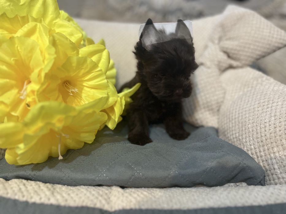 Yorkshire terrier cala czakoladowa