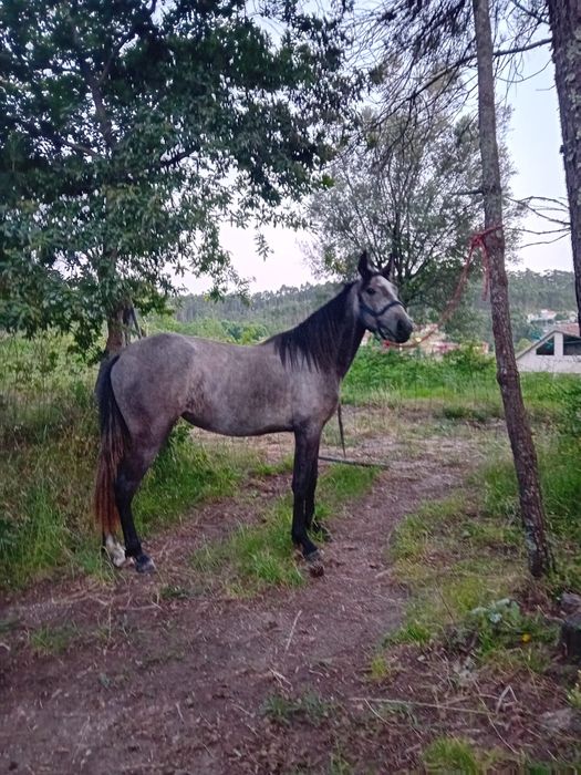 Vendo egua de 3 anos montada