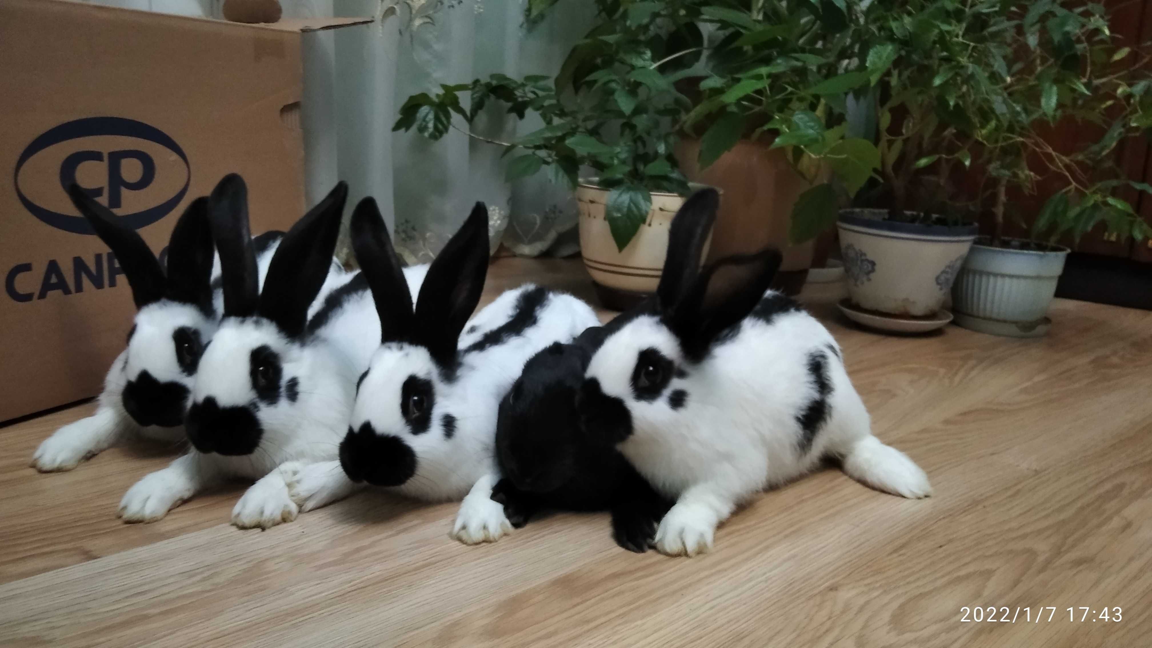 Продам кролів, кролики: Строкач