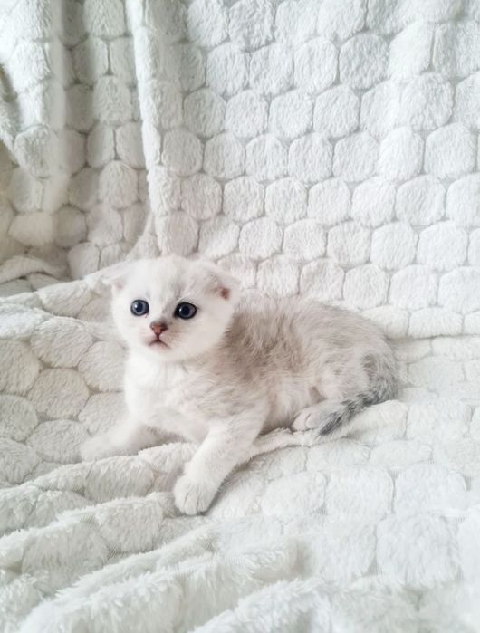 Срібна шиншила, серебристая шиншилла вислоухий мальчик  шотландский