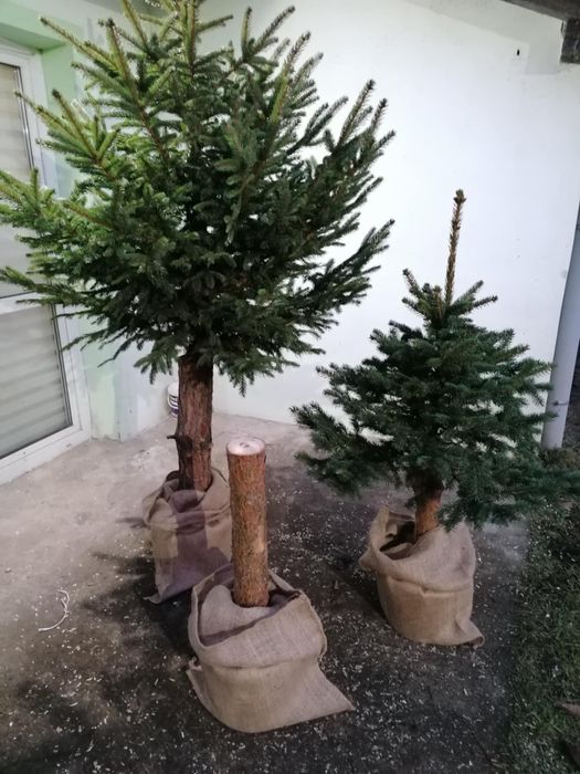 Pień w doniczce do choinki na pniu