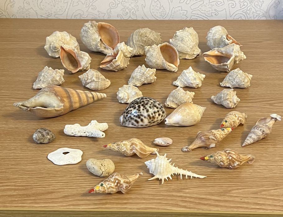 Мушлі/ракушки морські