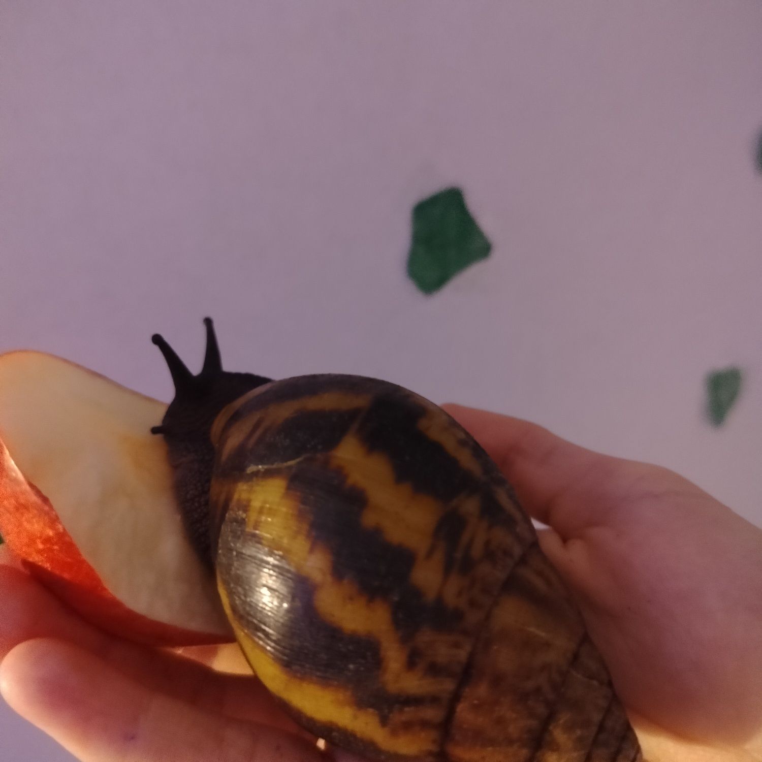 Ślimaki Afrykańskie tiger