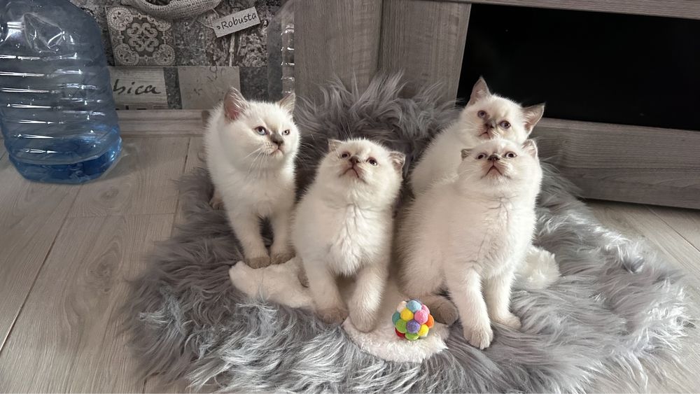 Шотландські котики