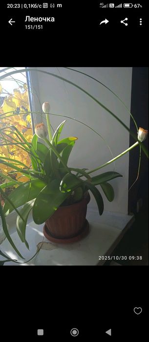 Амариллис гемантус білий (Язик оленя)