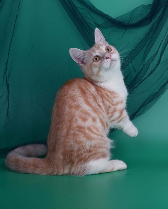 Хлопчик манчкін стандарт