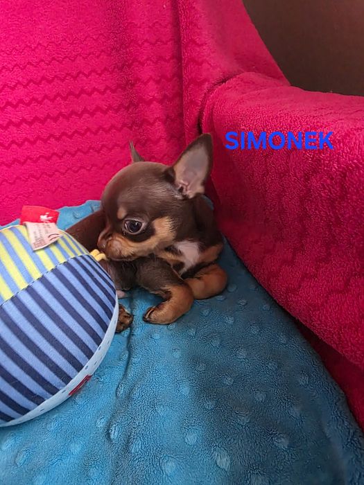 SIMONEK Zarezerwowany