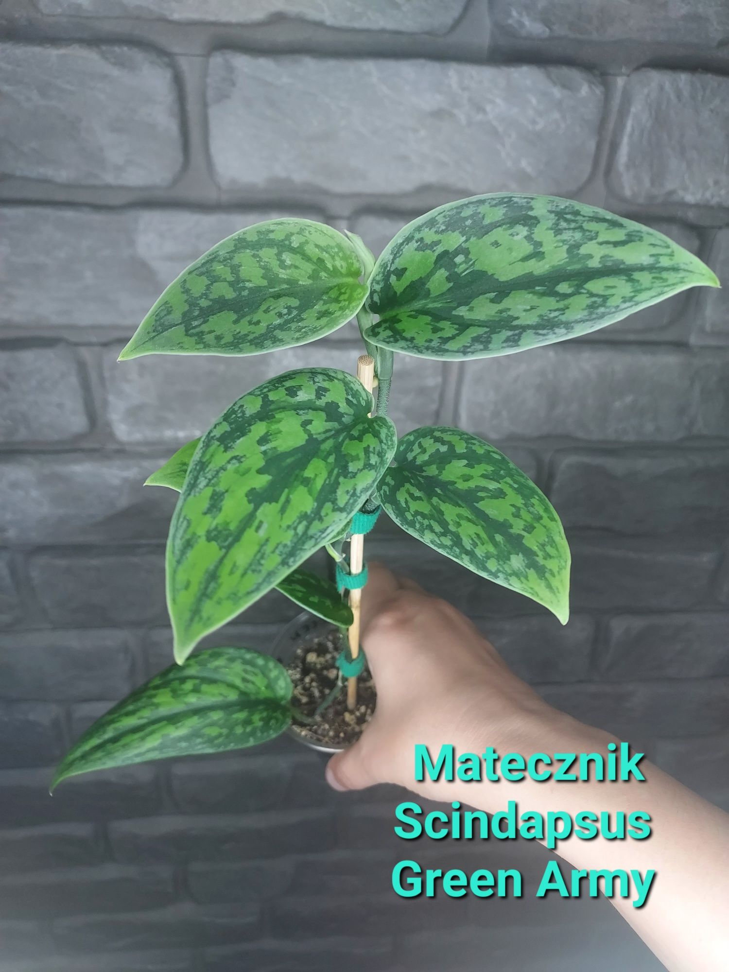 Scindapsus Green Army szczyt #1