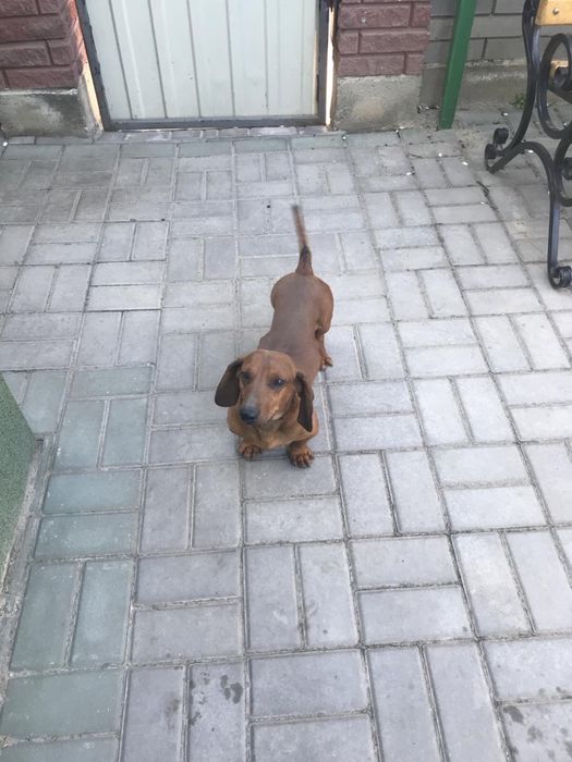 Такса, хлопчик для в'язки, в обмін на цуцека