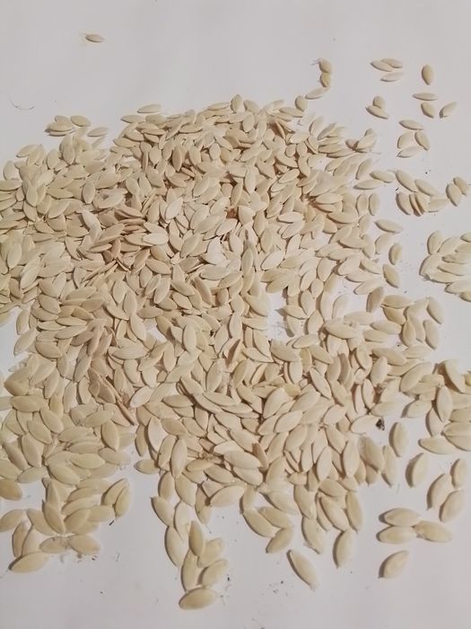 Nasiona ogórków, pomidorów, lubczyk, koper, kolendra, cukinia dynia,