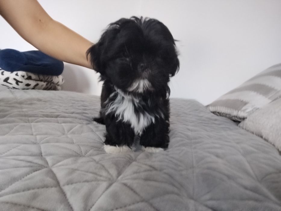 Piesek shih TZU.