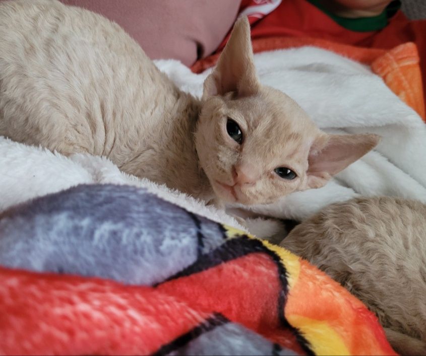 Devon rex liliowy kocurek