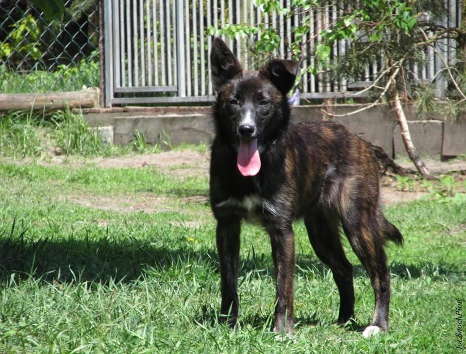 do domu z ogrodem. W typie owczarka Dejzi. Adopcja