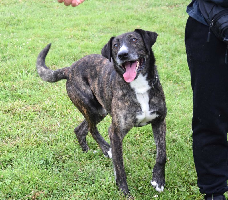 Piękny, łagodny, grzeczny, kochany, porzucony piesek czeka na dom