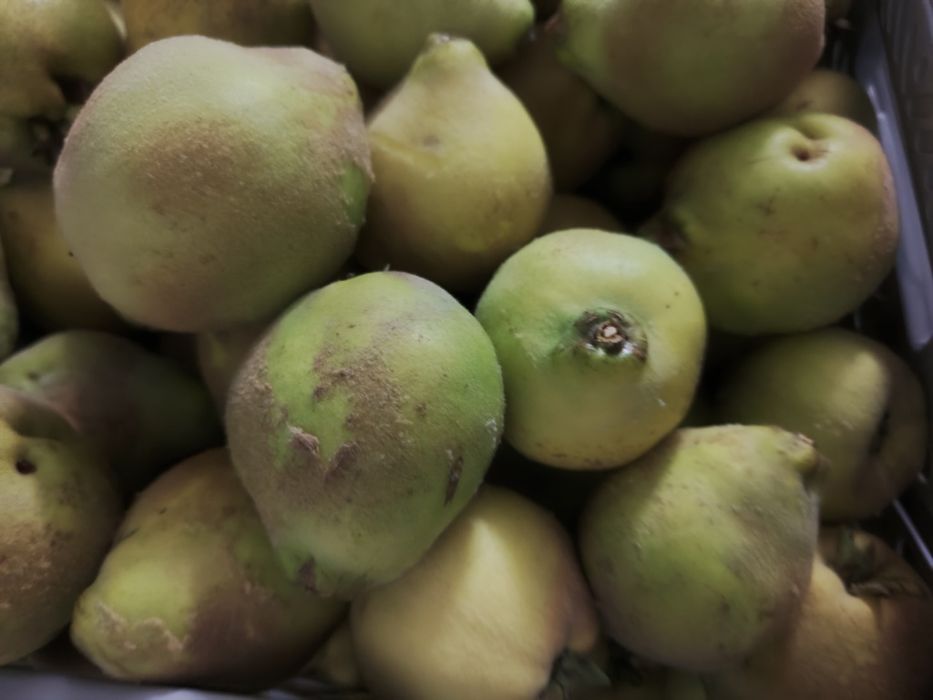 Pigwa gruszkowa z przydomowego sadu-Eko