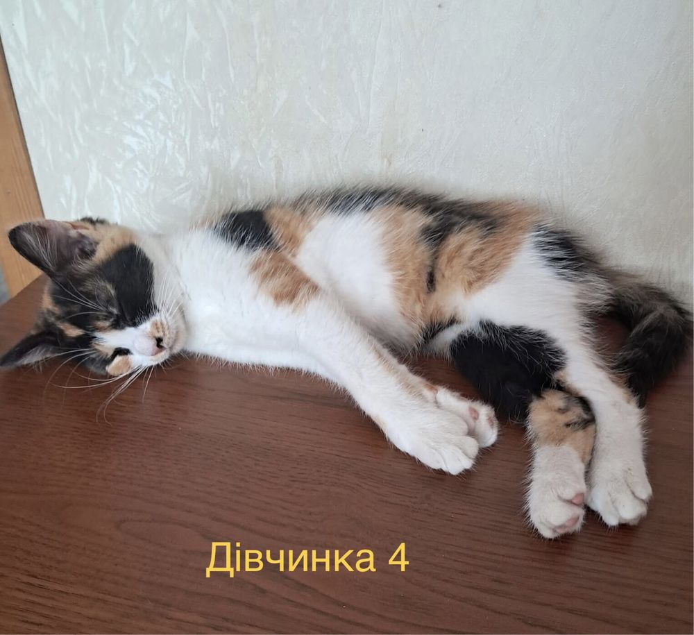 Кошенята шукають люблячі родини