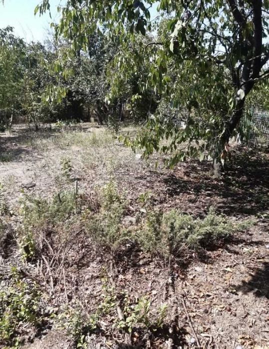 Продається  дачний участок в гарному місці СОГ  Волна