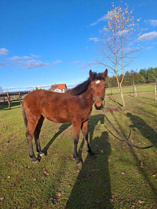 Źrebak na sprzedaż