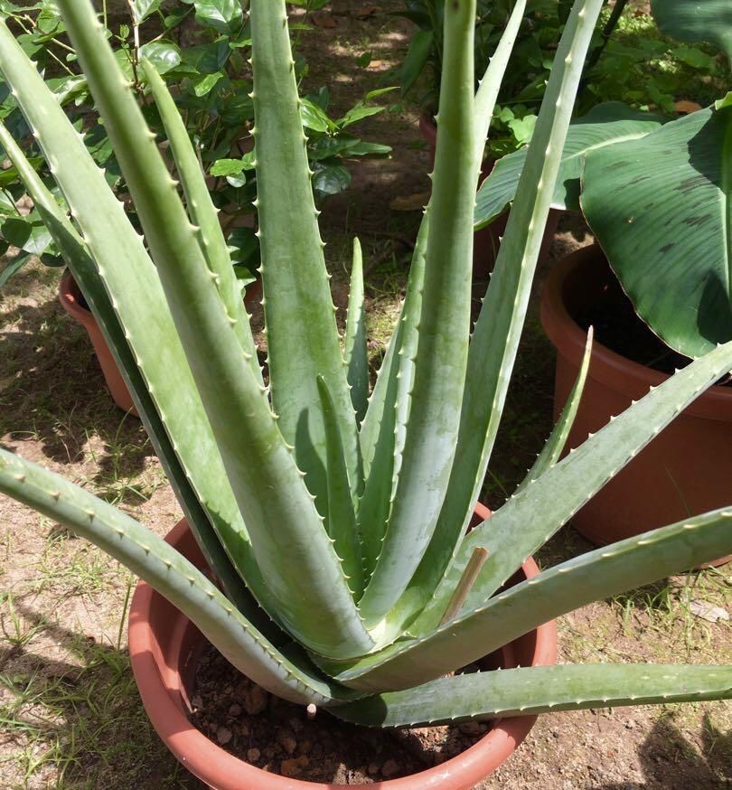 ALOÉ VERA e Aloé Arborensis e Varias Suculentas