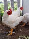 Galos Caseiros Grandes
