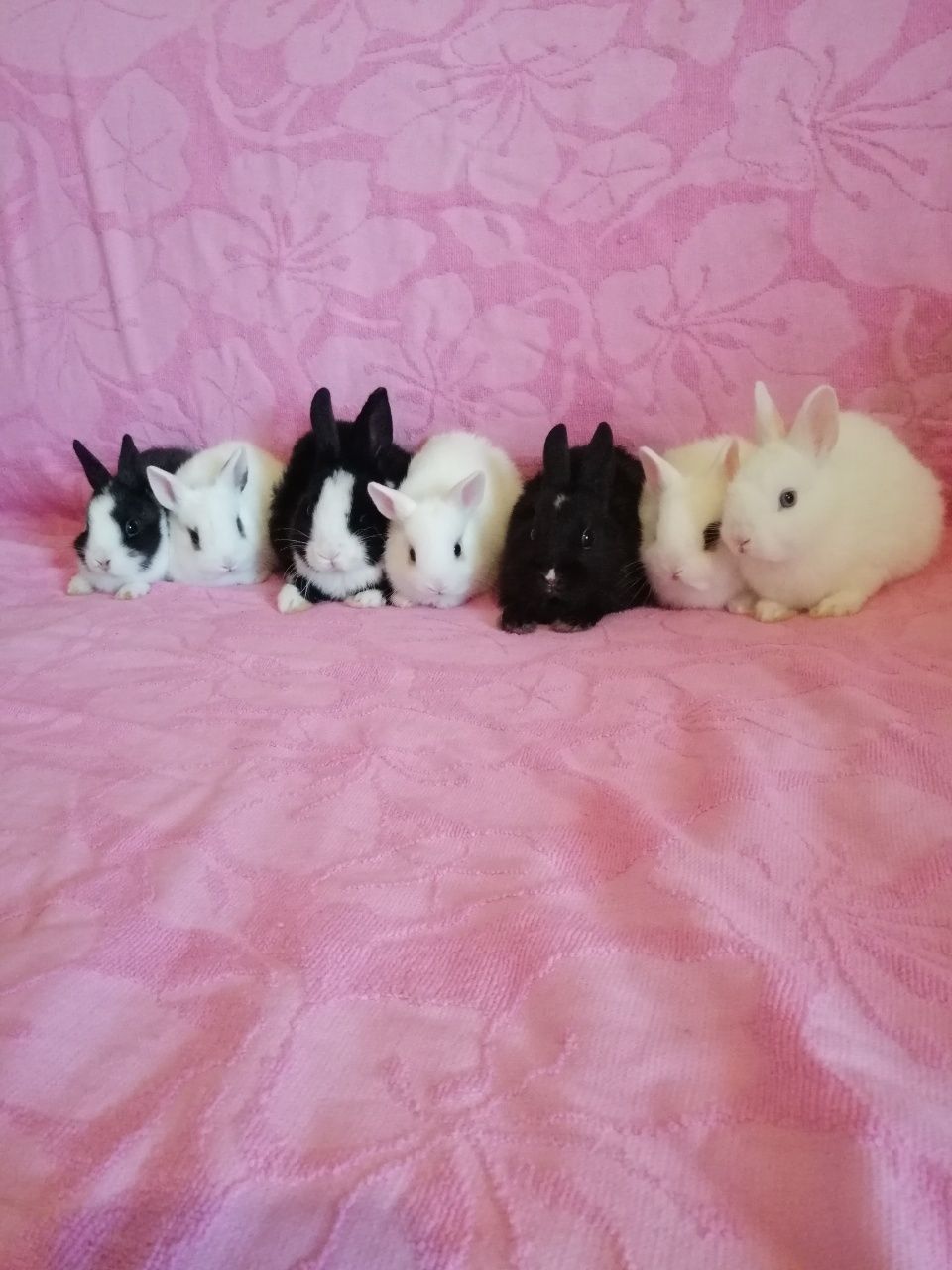 Króliczek karzełek Teddy, Lewek, Mini Lop, gładki