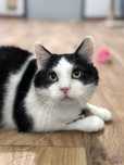 Baron, cudny kocurek FIV/FeLV +