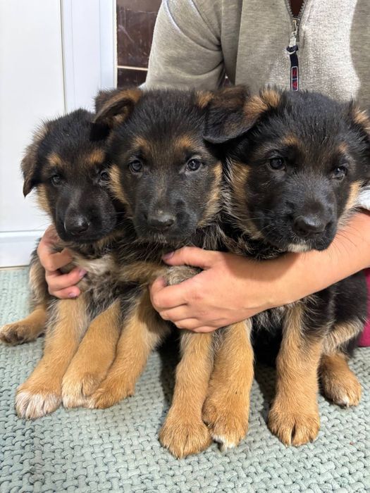 Маленькі принцеси шукають нову родину
