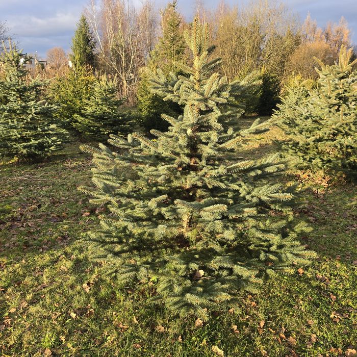 Choineczki świateczne