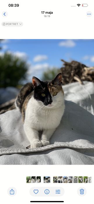 Zaginął kot nagroda 500zł Kopyłów Dziekanów Hrubieszów Czerniczyn
