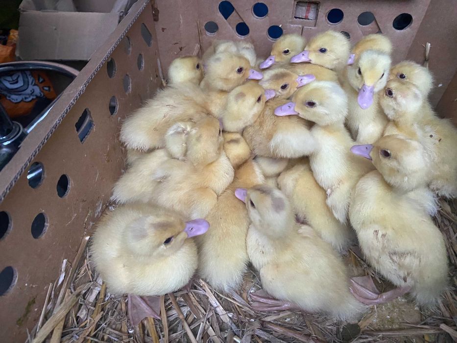 Kurczaki pisklęta nioski, brojlery, Leghorn, Greenshell, Sussex, Rosa