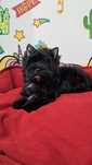 Yorkshire terrier black piesek Picasso