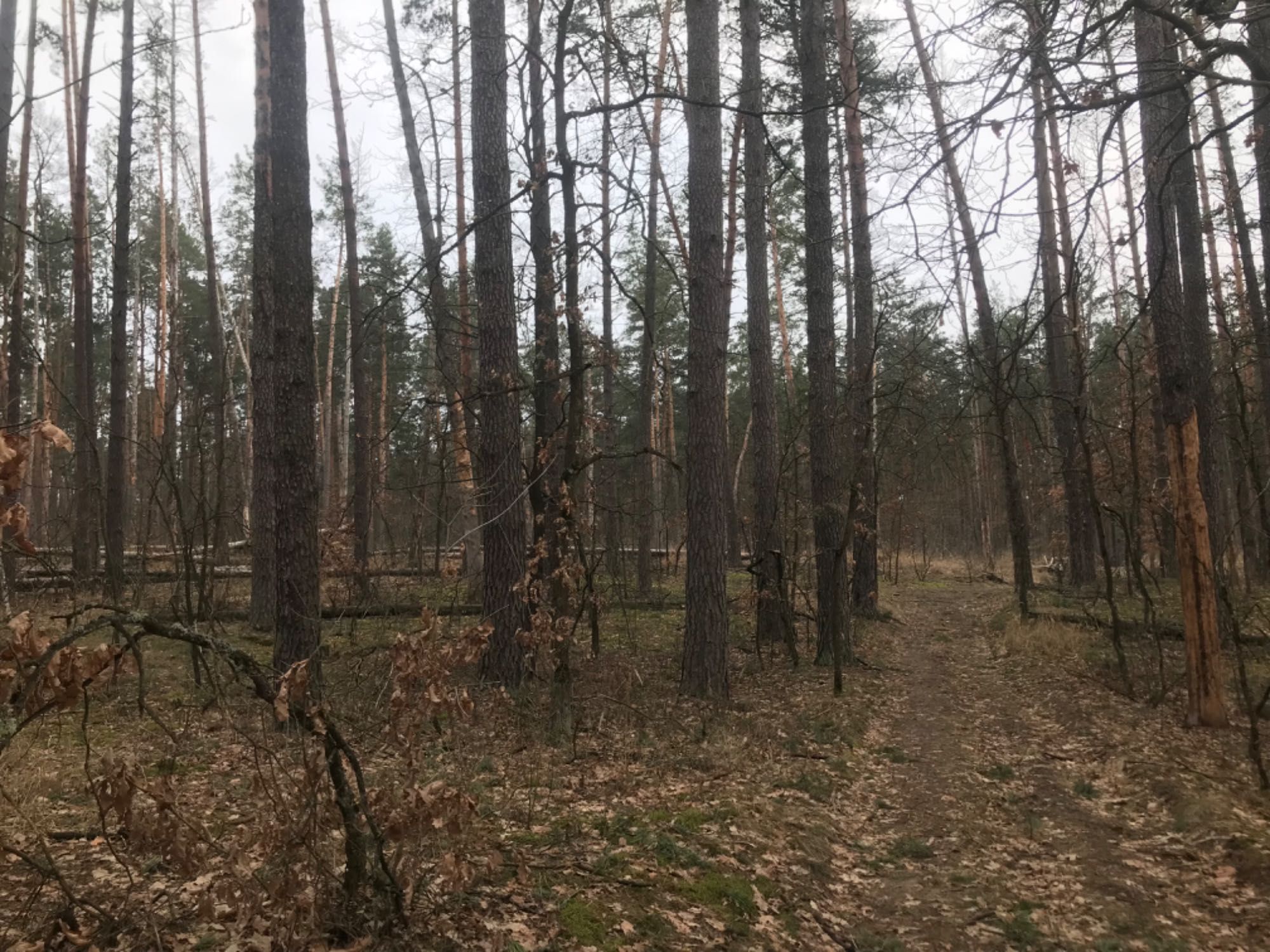 Продам свіжий, корисний кленовийберезовий сік.Єкологічно чистий.