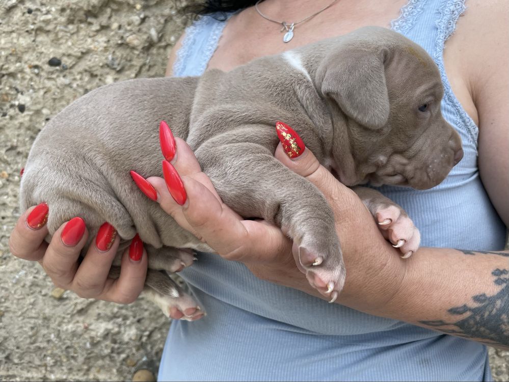 Amerykański Pit bull Terrier - ostatni chlopczyk