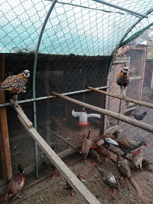 Sprzedam bażanty ozdobne