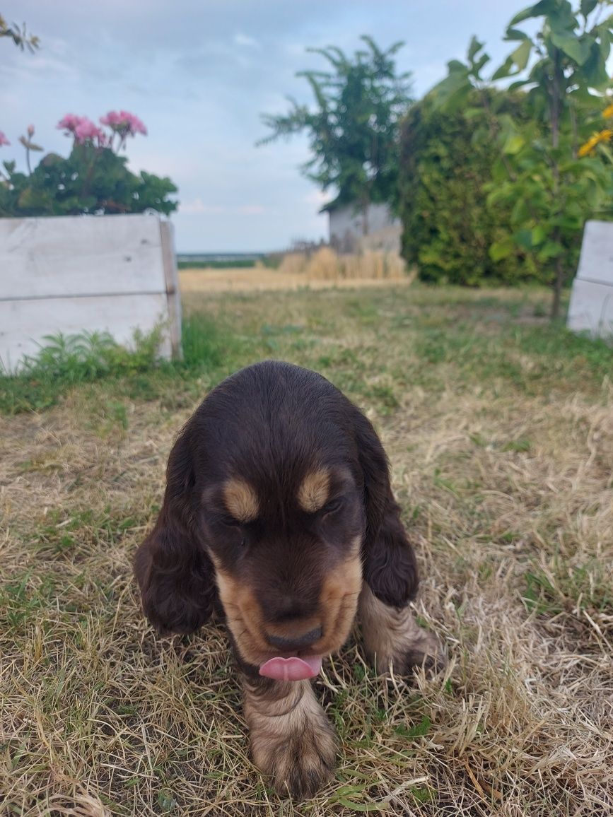 Cocker spaniel CHŁOPIEC