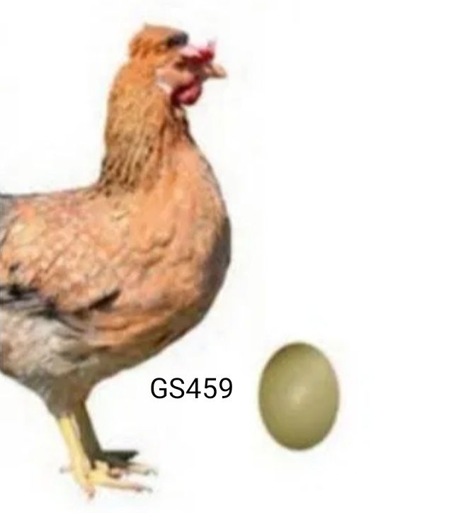 Інкубаційні яйця несучек,бройлерів Чехія cobb 500, опт та роздріб.