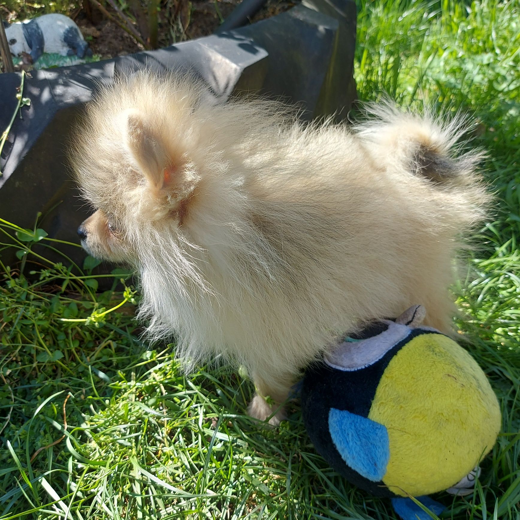 Piesek Szpic Miniaturowy Pomeranian