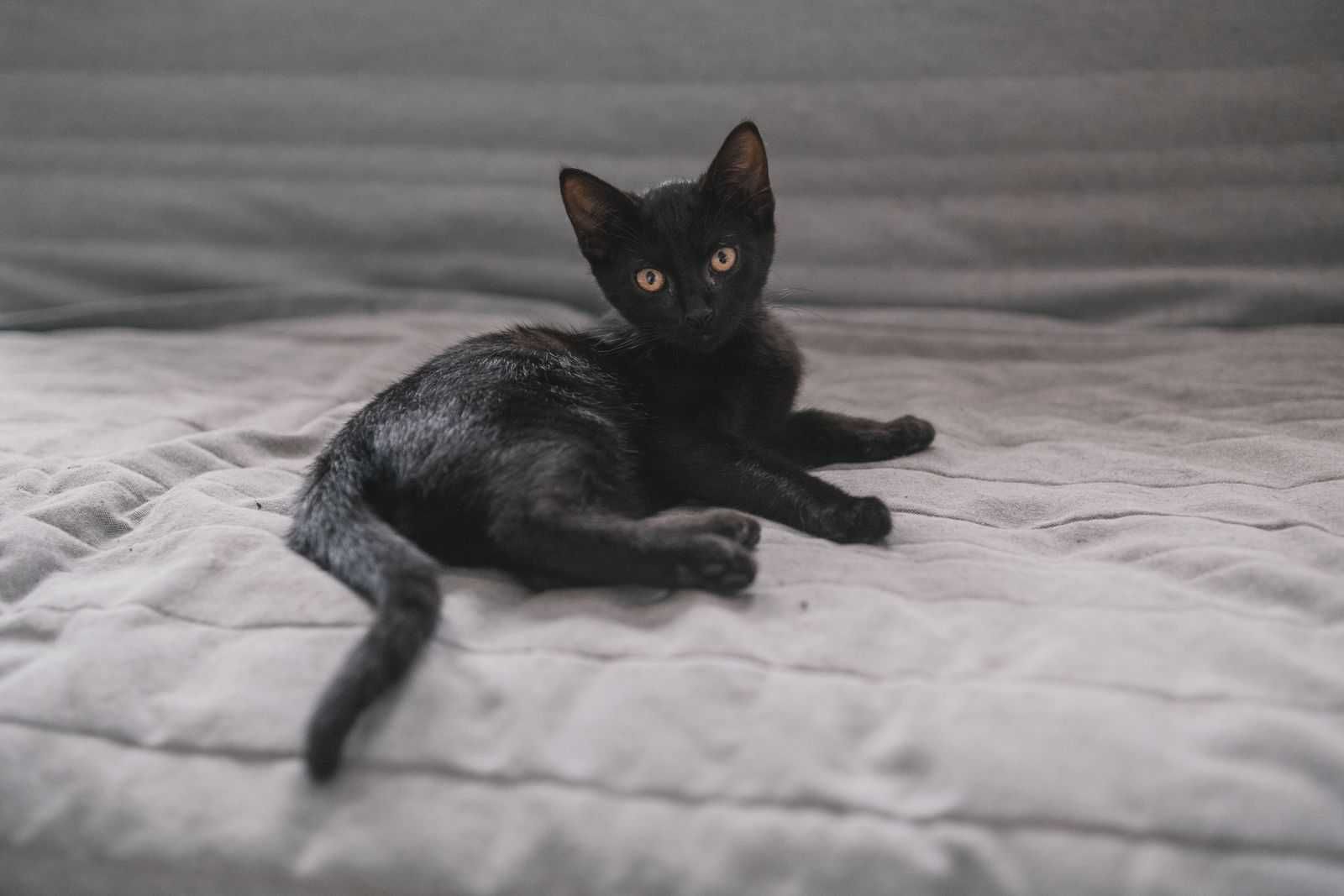 cudne maluchy rozne do adopcji