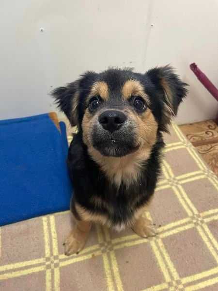 Znaleziono pieska MIŁOCICE (pow. Bytowski)