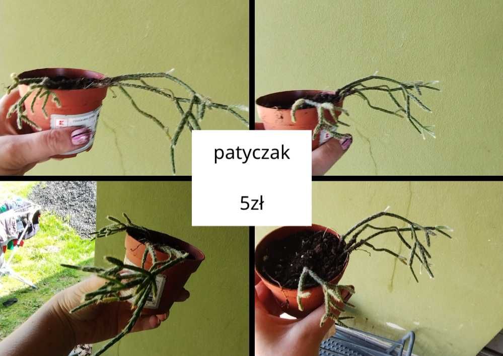 grubosz, monstera, hoja patyczak