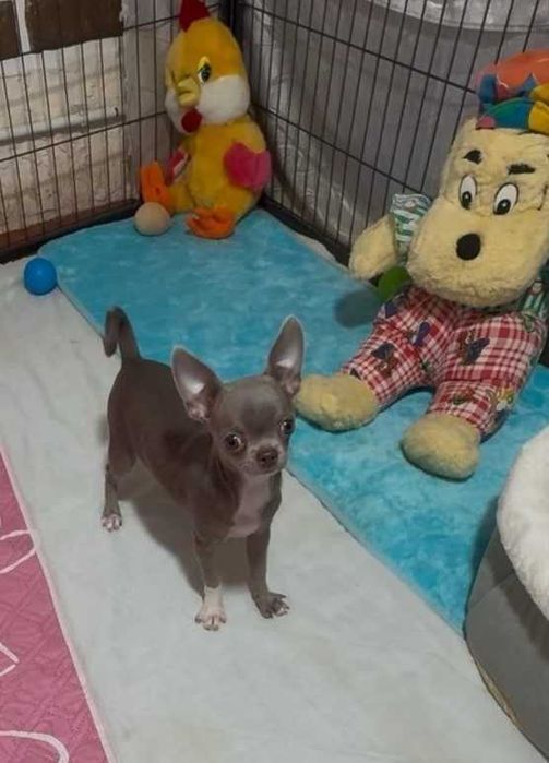 Чихуахуа - лілова красунечка.