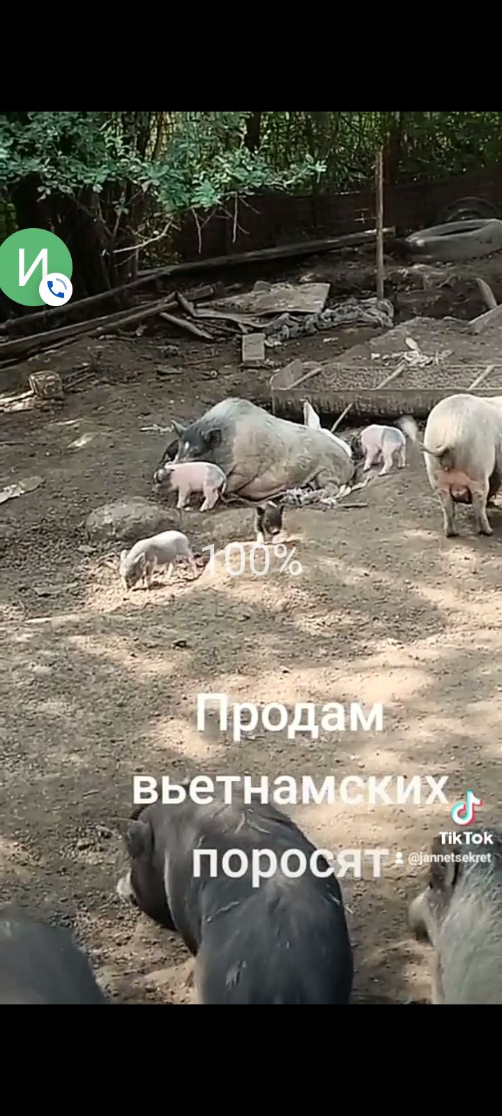 Продам вьетнамских поросят