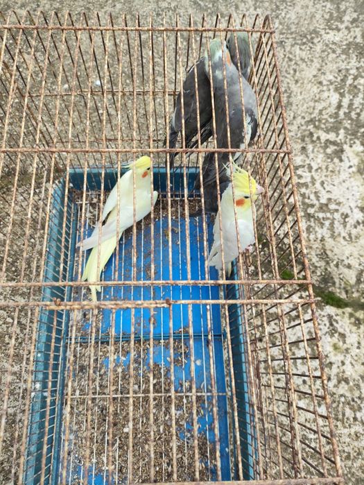 Vendo caturras com 6 meses.