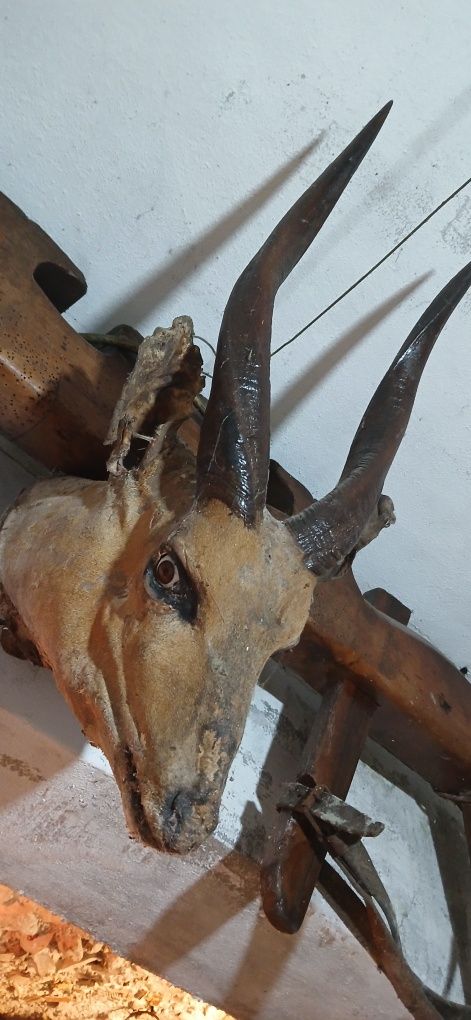 Velharias em pele
