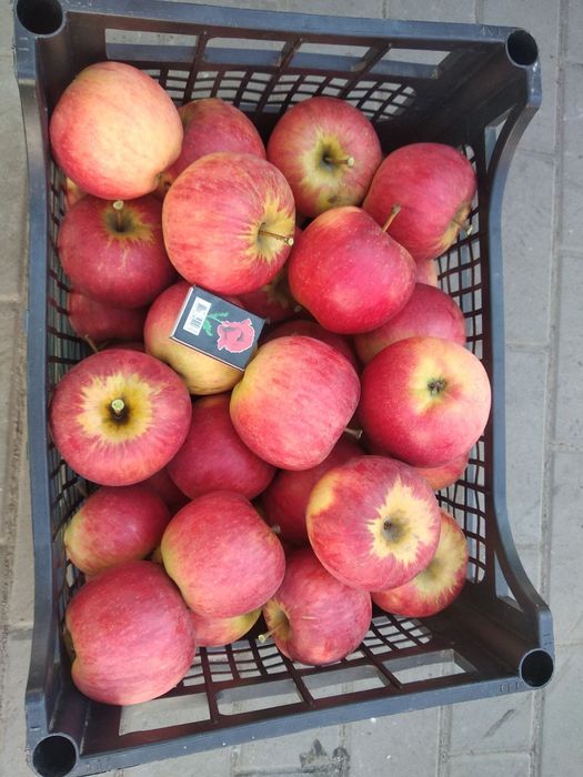 Саджанці плодових дерев