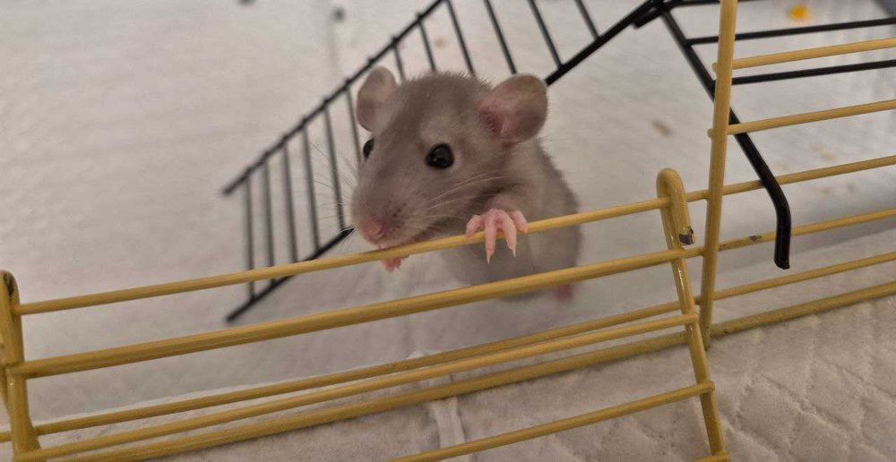 Бесплатно Крыса полтора месяца с клеткой, кормом, наполнителем